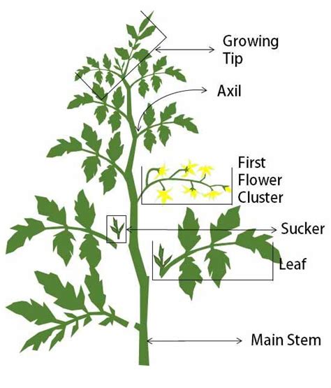 Pruning Is A Common Part Of Tomato Plant Care The Right Time And