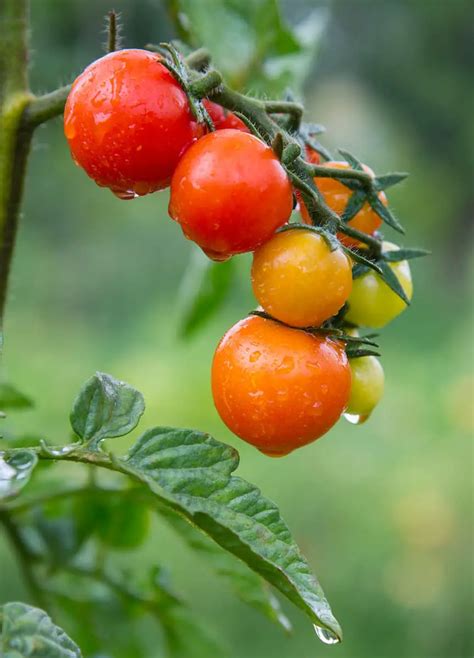 Can You Grow Cherry Tomatoes In Florida All You Need To Know