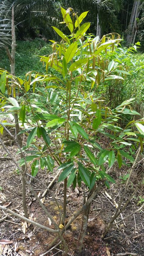 Sepokok anak benih musang king berharga sekitar rm35 di kebanyakan nursery, lebih banyak anda beli lebih murah harganya. Warisan Petani: Anak Durian Raja Kunyit (Musang King)