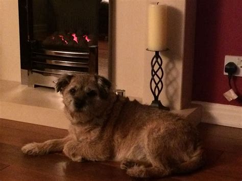 Rockydog Winters Comin Got Me A Gas Fire Oh Yeah Border Terrier