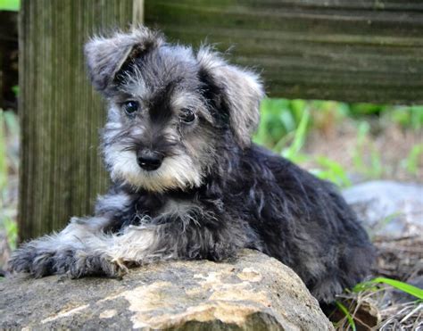 Miniature Schnauzer Puppies For Sale Lyndon KS