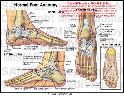 Medivisuals Normal Foot Anatomy Exhibits