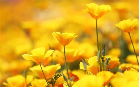 10 Perfect Yellow Flower Desktop Wallpaper You Can Use It Free