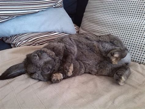 When Rabbits Sleep Like This You Know They Are Tired Zzzzzzz