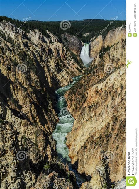 Lower Falls Of The Yellowstone Stock Photo Image Of National Pine