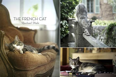 The French Cat Aylesham Cattery