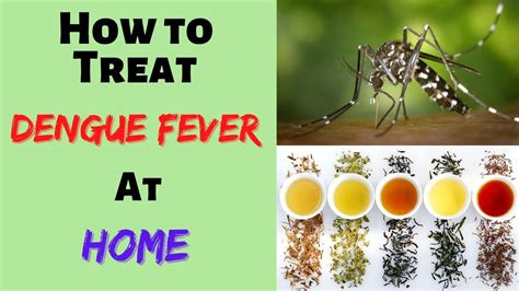 dengue fever home remedies dengue fever natural remedies dengue fever symptoms and treatment