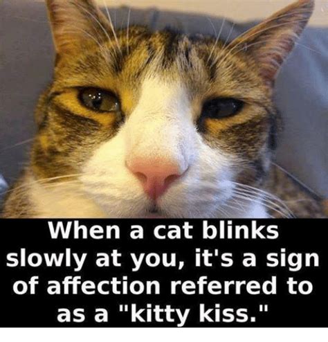When A Cat Blinks Slowly At You Its A Sign Of Affection Referred To As