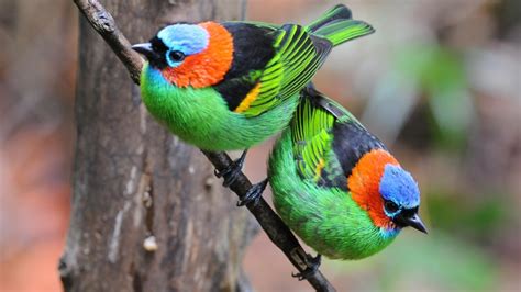 Biboca Ambiental Aves Do Brasil