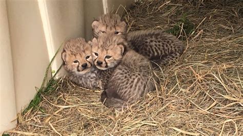 These Baby Cheetah Cubs At Smithsonian Conservation