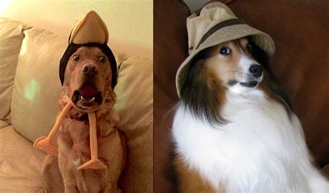 12 Dogs Who Arent Impressed With The Silly Hats Their Humans Picked