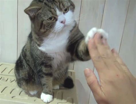 22 Of The Coolest Cats Giving A Cool High Five