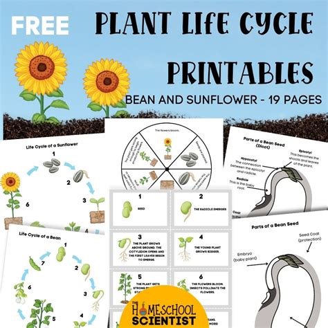 Free Coloring Pages Plant Life Cycle