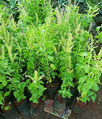 Tulsi Live Plant For Home And Garden