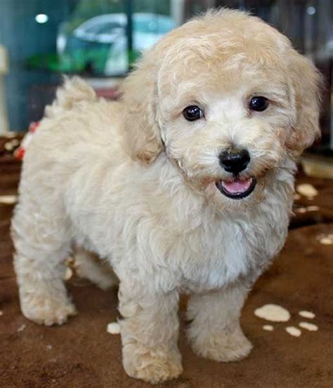 Bichon Poo Bichon Poodle Mix Info Puppies Pictures Temperament