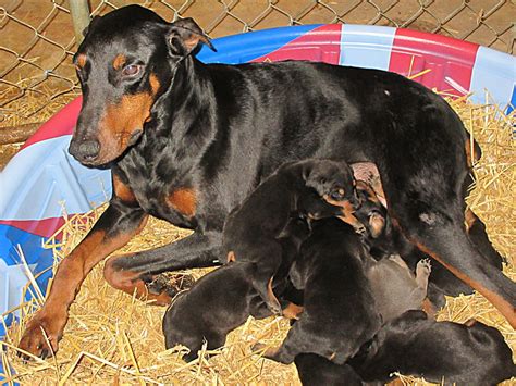 Read more about this dog breed on our doberman. Doberman Pinscher Breeder & Puppies for Sale in Ohio ...