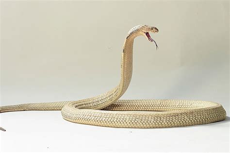 Snakes Slither From Mans Ceiling In Terrifying Infestation