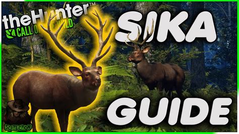 Complete Sika Deer Guide 37 Drink Zones A Diamond Potential Sika