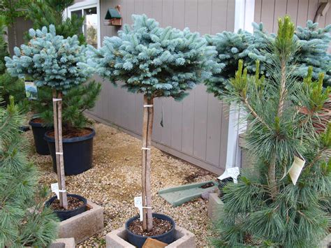 Dwarf Globe Blue Spruce Trees Knechts Nurseries And Landscaping