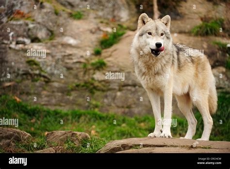 Polar Wolf White Wolf Or Arctic Wolf Canis Lupus Arctos Standing On
