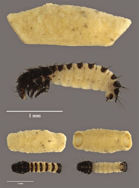 Discovered Specimen Last Instar Larva Of Stactobia Eatoniella The Download Scientific