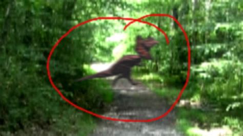 Live Dinosauar Caught On Camera In Real Life Dinosaur