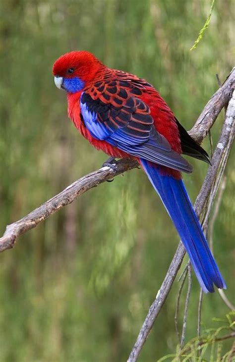 Crimson Rosella Facts Care As Pets Diet Price Pictures Singing