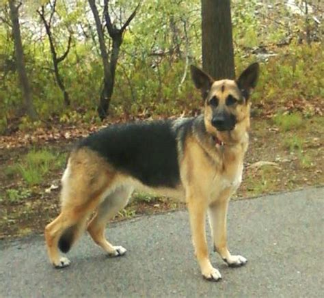 Like humans, pets such as dogs can also become obese and face the challenges associated with such a condition. German Shepherd Dog Size - Page 6 - German Shepherd Dog Forums
