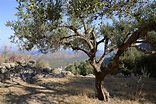 Olive Tree (1) | Elounda | Pictures | Greece in Global-Geography