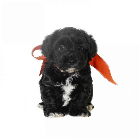 "Duncan" Bella Orange | Teddybear Schnoodles