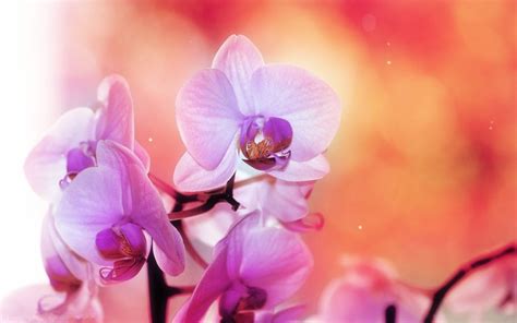 2560x1600 Pink Flowers Orchids Flowers Wallpaper Coolwallpapersme