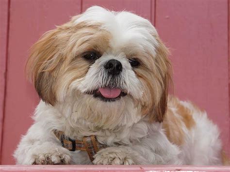 Pug Cross Shih Tzu Life Span Dog Breed Information