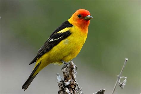 Free Images Branch Beak Colorful Fauna Birds Animals Vertebrate