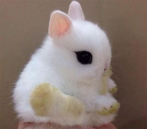 Cute Teeny Tiny Bunny