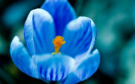 The Textures In The Petals Of This Blue Tulip Offers Many
