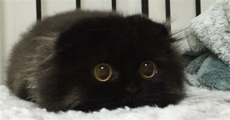 See more ideas about cats, cute cats, cats with big eyes. Meet Gimo, The Cat With The Biggest Eyes Ever | Bored Panda