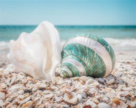 Seashell Photography Beach Ocean Photo Turquoise Tan Sea Etsy