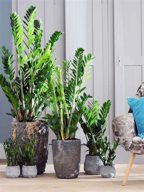 22 Office Plants No Sunlight To Give Fresh Touch In Your Room Green