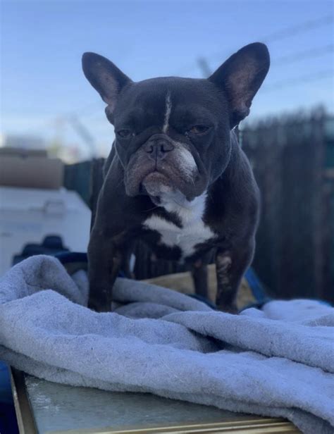 Want to learn more about the blue french bulldog? French Bulldog Puppies For Sale | Anaheim, CA #326729