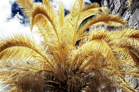 Yellow Palm Tree In Jerusalem Infrared Photograph By John Rizzuto