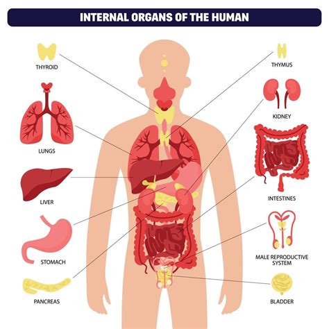 Infografía Del Sistema De órganos Del Cuerpo Humano 12696839 Vector En