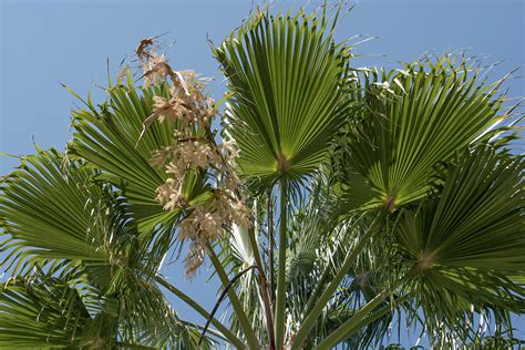 Mexican Fan Palm Flowers Photograph By Zina Stromberg Pixels
