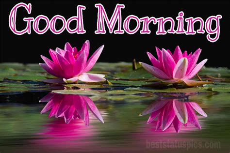 51 Good Morning Lotus Lily Flower Images Hd 2021 Best Status Pics