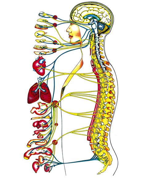Lista Foto Dibujo Del Sistema Nervioso Central Y Perif Rico Lleno