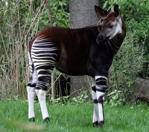 Okapi ~ Animals Images