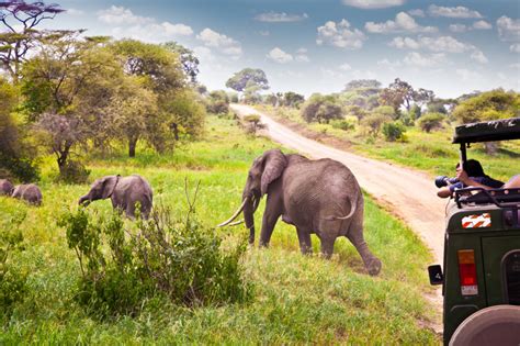 Outdoor Adventures How To Plan The Perfect African Safari Luxury