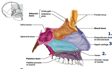 Palatine Definition Anatomy Anatomy Diagram Source