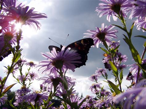 Butterfly And Daisies Wallpapers Hd Wallpapers Id 5519