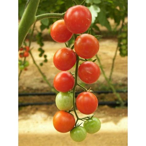 100 Seeds Red Sweetie Cherry Tomato Super Sweet 1 Lycopersicon Fruit