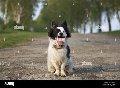 Tired Dog Stock Photo Alamy